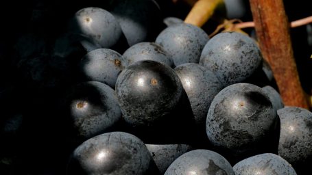 lambrusco-modena-02