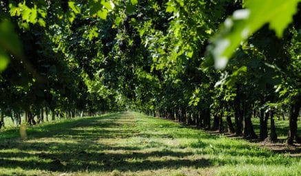 lambrusco-modena-01