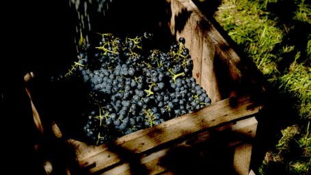 lambrusco-modena-07