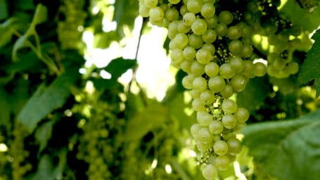 L1320036 uva messori vini